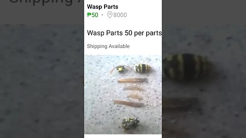 Wasp Parts?#ytshort #youtubeshorts #trending #fail #bugs #wasp #insect #spider