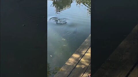 Love when a shadow pops out from under a dock! #fishing #bassfishing #bass #finessefishing #shorts