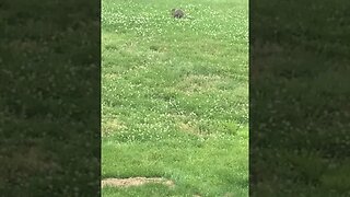 Groundhog Eating Grass Part 2