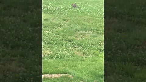 Groundhog Eating Grass Part 2