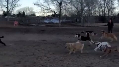 Pack of dogs hilariously chase down speeding RC car at park