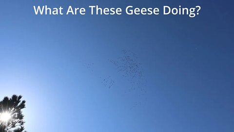 What Are These Geese Doing? - L2Survive with Thatnub