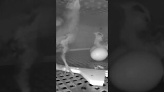 Baby chicks in incubator