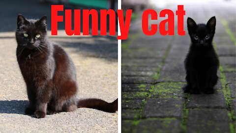 Black Funny Cat Videos|Cute Cat |Susantha11