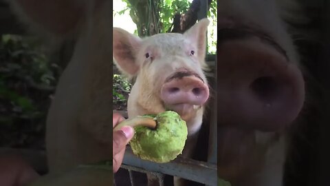 How To Feed Breadfruit To Pig