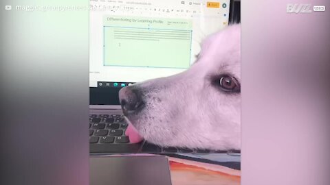 Cadela deita em teclado e tecla com a língua