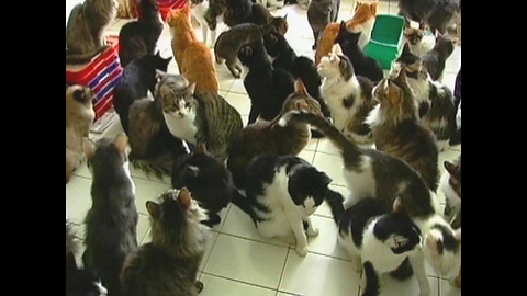 Woman Lives With 130 Cats