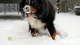 Tasty white snacks fill this dog's yard