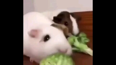 cute baby animals videos compilation/funney and cute moment of animals