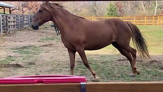 Horses running