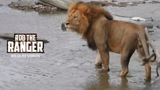 Lion Crosses A River | Maasai Mara Safari | Zebra Plains