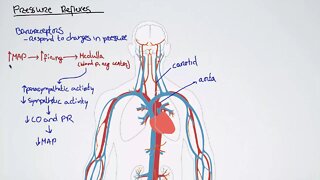 Pressure Reflexes and Mean Arterial Pressure