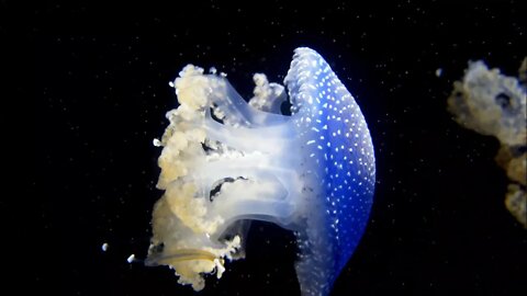 Beautiful Jellyfish Under The Sea