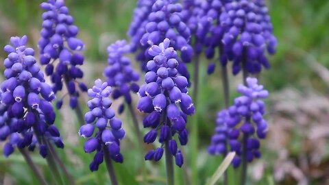 🍇 Purple Grape Hyacinth 🍇