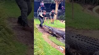 Feeding a Gaint Saltwater Crocodile 🐊 😋 😍