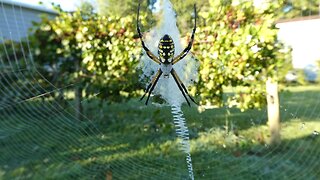 GARDEN GUARDIAN