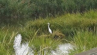 Mill Creek Marsh