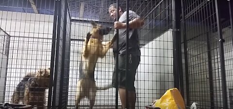 Aggressive German Shepherd Dog Training