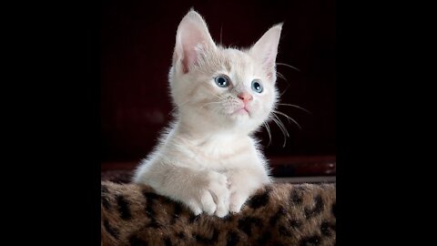 Cute cat in the world