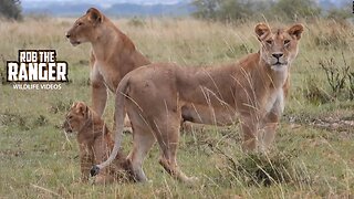 Lion Pride With Playful Cubs | Lalashe Maasai Mara Safari