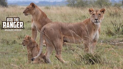 Lion Pride With Playful Cubs | Lalashe Maasai Mara Safari