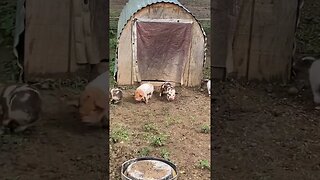 Piglets roughhouse and run | #kunekune #piglets #farmlife #homesteading #cute #funny