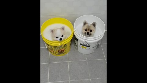 Adorable Pomeranians Enjoy A Relaxing Bucket Bath