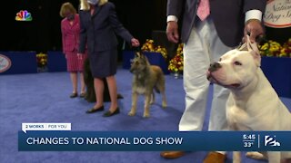 Changes to National Dog Show on Thanksgiving amid pandemic