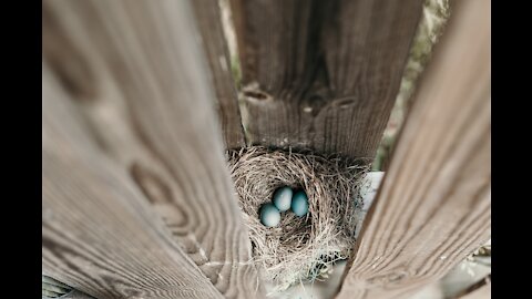 egg opens for bird hatching