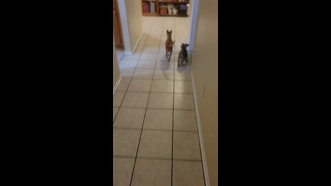 puppy tries to play with the older dogs