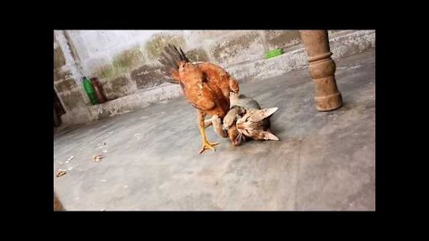 Cat and hen Fight in my home