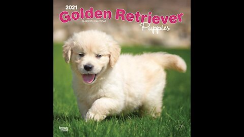 golden retriever puppy 2021 #shorts