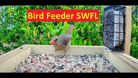 Florida Bird Feeder Live Camera Up-Close Nature 4K