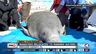 Trapped manatees rescued, sent down to Florida