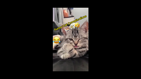 Funny Cats Acts😂lol