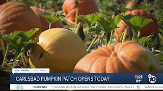 Carlsbad pumpkin patch opens today