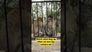 Gibraltar Monkeys #shorts