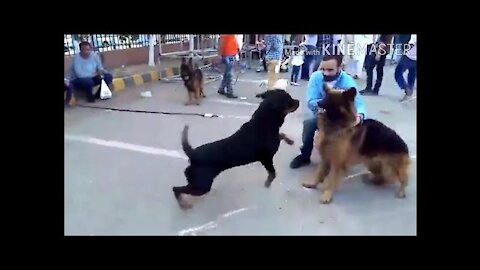 Rottweiler Attacks till 2020 || Rottweiler vs other Dogs|| Rottweiler Vs Humans.