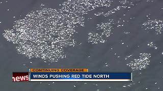Red tide impacting Longboat Key beaches, killing thousands of fish