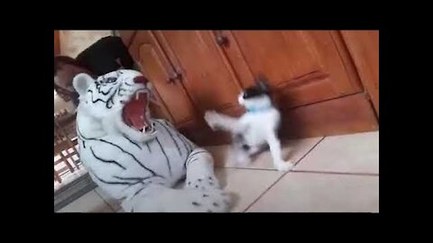 Funny Cat Reaction -- Funniest Animals Compilation