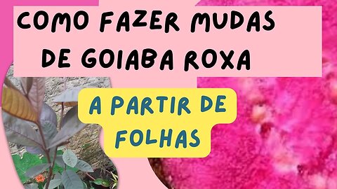 COMO FAZER MUDAS DE GOIABA ROXA A PARTIR DE FOLHAS