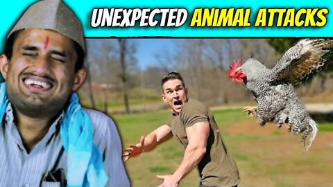 Funny animal attack. 99% try very hard to not laugh.