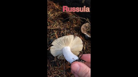Russula / Huge variation in the PNW #foraging #mushrooms