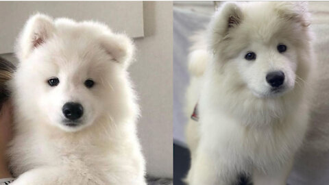 Life is better when you have Samoyed Puppy in it - Cute and Beautiful LandClouds