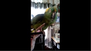 Parrot and human sing duet together