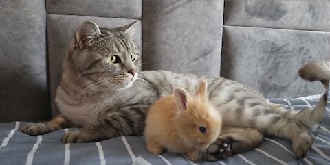 Little Rabbit thinks that the Cat is his Mom.