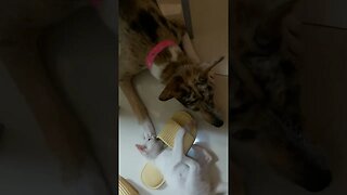 This Doggie is Extra Gentle With The New Comer Persian Kitten #shorts #cat #dog