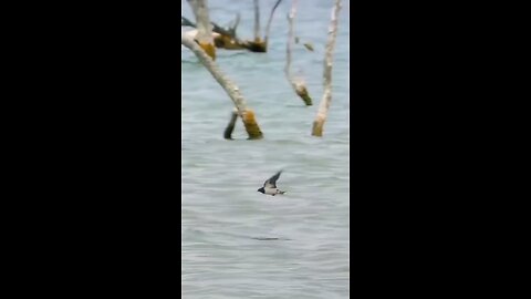 Small birds hunting fish 🐟😀