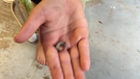 A Young Boy Eats A Bug