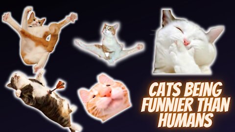 Cats being funnier than humans